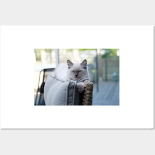 the gray and white ragdoll cat chills Posters and Art